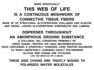 MORE SPECIFICALLY
THIS WEB OF LIFE
IS A CONTINUOUS MESHWORK OF
CONNECTIVE TISSUE FIBERS
MADE UP OF STRUCTURAL GLYCOPROTEINS (COLLAGEN AND ELASTIN)
AND CROSS – LINKING GLYCOPROTEINS (FIBRONECTIN AND LAMININ)
DISPERSED THROUGHOUT
AN AMORPHOUS GROUND SUBSTANCE
A COLLOIDAL GEL CONSISTING PRIMARILY OF
LARGE SUGAR – PROTEIN (PG / GAG) MACROMOLECULES,
EACH CONTAINING A (POSITIVELY CHARGED) CORE PROTEIN BACKBONE
TO WHICH (NEGATIVELY CHARGED) HIGHLY POLYMERIZED
GLYCAN SIDE CHAINS ARE ATTACHED
LIKE THE BRISTLES ON A BRUSH
THESE SIDE CHAINS ARE TIGHTLY BOUND TO
POLARIZED WATER MOLECULES
 