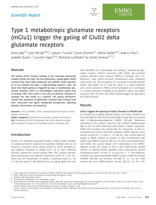 Scientiﬁc Report
Type 1 metabotropic glutamate receptors
(mGlu1) trigger the gating of GluD2 delta
glutamate receptors
Visou Ady1,§
, Julie Perroy2,3,4,§
, Ludovic Tricoire5
, Claire Piochon5,†
, Selma Dadak2,3,4
, Xiaoru Chen5
,
Isabelle Dusart 5
, Laurent Fagni2,3,4
, Bertrand Lambolez5
& Carole Levenes1,5,*,‡
Abstract
The orphan GluD2 receptor belongs to the ionotropic glutamate
receptor family but does not bind glutamate. Ligand-gated GluD2
currents have never been evidenced, and whether GluD2 operates
as an ion channel has been a long-standing question. Here, we
show that GluD2 gating is triggered by type 1 metabotropic glu-
tamate receptors, both in a heterologous expression system and
in Purkinje cells. Thus, GluD2 is not only an adhesion molecule at
synapses but also works as a channel. This gating mechanism
reveals new properties of glutamate receptors that emerge from
their interaction and opens unexpected perspectives regarding
synaptic transmission and plasticity.
Keywords GluD2; GluRdelta2; GPCR; ionotropic glutamate receptors; mGlu1;
synaptic transmission
Subject Categories Membrane & Intracellular Transport; Neuroscience
DOI 10.1002/embr.201337371 | Received 4 April 2013 | Revised 8 October
2013 | Accepted 10 October 2013 | Published online 15 December 2013
Introduction
GluD2 is an ionotropic glutamate receptor (iGluR) family member
[1] almost exclusively expressed by cerebellar Purkinje cells [2]. Its
absence or mutation causes ataxia, deﬁcits in motor learning [3],
and cognitive disorders in rodents [4–7]. Its N- and C-terminal
domains respectively control parallel ﬁber (PF) synapse develop-
ment/maintenance and long-term depression (LTD) [3, 7–10]. Evi-
dence that the channel-pore of GluD2 is functional exists [1, 10,
11], but this point is still debated since no gating ligand has ever
been identiﬁed [12]. Interestingly, the subtype 1 metabotropic glu-
tamate receptor (mGlu1) associates with GluD2 and transient
receptor potential cation channel TRPC3 in Purkinje cells [13].
Moreover, some mGlu1-activated conductances share properties
with GluD2 [14]. The occurrence of a functional crosstalk between
mGlu1 and iGluRs [15–17] and the report of a mGlu1-mediated
slow current carried by TRPCs [18–20] prompted us to investigate
if a similar functional coupling occurs between mGlu1 and GluD2
receptors. Here we show that mGlu1 indeed triggers the opening of
the GluD2 channel.
Results
mGlu1 triggers the opening of GluD2 channels in HEK293 cells
To examine the coupling between mGlu1 and GluD2 receptors, we
ﬁrst used HEK293 cells and the mGlu1alpha variant that we activated
with 3,5-dihydroxyphenylglycine (DHPG, 100 lM). Membrane
expression of the various constructs was veriﬁed (supplementary
Figs S1–S3). In cells transfected with GluD2 or mGlu1 separately,
DHPG did not induce any current (Fig 1A). Conversely, in cells co-
transfected with mGlu1 and GluD2 receptors, DHPG induced a slow
inward current (81 Æ 12 pA; n = 27, Fig 1A). This current relied on
GluD2 as DHPG elicited no current in cells co-transfected with
mGlu1s and NMDA receptors (Fig 1A). In cells co-expressing mGlu1
and GluD2, the current-voltage (I–V) relationship of the DHPG-
induced current was similar to that of the constitutively opened
Lurcher- or chimeric-GluD2s channels, with a characteristic inward
rectiﬁcation around + 20 mV [11, 21] (Fig 1B, n = 7). Two inhibitors
of GluD2, the calcium-permeable AMPA receptor (AMPA-R) blocker
NASPM (100 lM) and D-serine (10 mM) [1, 11, 22, 23], both
reduced the slow DHPG-induced current (Fig 1C), by 95 Æ 8%
1 Centre National de la Recherche Scientiﬁque (CNRS), UMR 8119 Neurophysics and Physiology Laboratory, Universite Paris Descartes, Paris, France
2 CNRS, UMR-5203, Institut de Genomique Fonctionnelle, Montpellier, France
3 INSERM, U661, Montpellier, France
4 Universites de Montpellier 1  2, Montpellier, France
5 Centre National de la Recherche Scientiﬁque (CNRS), UMR 7102 Laboratoire Neurobiologie des Processus Adaptifs, Universite Pierre et Marie Curie-Paris 6, Paris, France
*
Corresponding author. Tel: +33 142 864 157; Fax: +33 149 279 062; E-mail: carole.levenes@parisdescartes.fr
†
Present address: Department of Neurobiology, University of Chicago, Chicago, IL, USA
‡
Present address: Centre National de la Recherche Scientiﬁque (CNRS), UMR 8119 Neurophysics and Physiology Laboratory, Universite Paris, Descartes, Paris, France
§
Equal contributors.
ª 2013 The Authors EMBO reports Vol 15 | No 1 | 2014 103
Published online: December 12, 2013
 