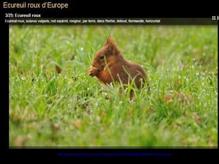 http://www.authorstream.com/Presentation/mireille30100-1869673-615-squirrels/
 