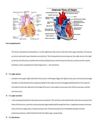 Four compartments
The heart isdividedinto4chambers:2 onthe righthand side and2 onthe left.Eachupperchamberisknownas
an atriumand each lowerchamberasa ventricle.The 4 compartmentsare knownas:the right atrium;the right
ventricle;the leftatriumandthe leftventricle.Bloodcomesintothe heartviathe atria,whichare the smaller
chambers,andis pumpedoutviathe largerones — the ventricles.
 The right atrium,
 Locatedin the upperrightside of the heart,and a small appendage,the rightauricle,actas a temporarystorage
chamberso that bloodwill be readilyavailable forthe rightventricle.Deoxygenatedbloodfromthe systemic
circulationentersthe rightatriumthroughthree veins,the superiorvenacava,the inferiorvenacava,andthe
coronary sinus.
 The right ventricle
 isthe pumpingchamberforthe pulmonarycirculation.The ventricle,withwallsthickerandmore muscularthan
those of the atrium,contracts and pumpsdeoxygenatedbloodthroughthe three-cuspedpulmonarysemilunar
valve andintoa large artery, the pulmonarytrunk.The pulmonarytrunkimmediatelydividesintotwo
pulmonaryarteries,whichleadtothe leftandrightlungs,respectively.
 The left atrium
 