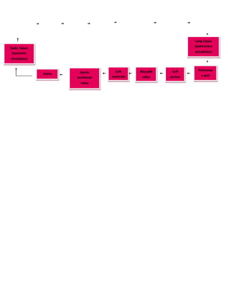 Pulmonar
y vein
Lung tissue
(pulmonary
circulation)
Left
atrium
Aorta Aortic
semilunar
valve
Left
ventricle
e
Bicuspid
valve
Body tissue
(systemic
circulation)
 