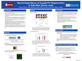 Neural Dependence of Caudal Fin Regeneration 
in Zebrafish (Danio rerio) 
Sarah Holmes, Airel Estrella, Ankrish Milne, & Nancy Kleckner, Bates College
Introduction
• While most vertebrates have some regenerative capacity, few are
able to regenerate entire limbs.
• Zebrafish (Danio rerio) have the ability to regenerate limbs and
several organs, including fins and heart tissue, after injury or
amputation.
• Because of their readily available genome and rapid regenerative
capacity, zebrafish is a model organism to study regeneration.
• Previous studies have found that fin regrowth is dependent on
the presence of nerves.1
• Although the molecular basis of this nerve dependence is not
well understood, one protein of interest is Agr2+, an anterior
gradient protein that is a homolog of nAg, which is released by
Schwann cells in salamander limb regeneration.2
• The purpose of this study was to observe the effects of AG1478,
a Schwann cell inhibitor, on regrowth, number of axons, and
number of Agr2+ gland cells of the amputated zebrafish caudal
fin.
Methods
• The caudal fins of adult Nacre zebrafish were amputated,
leaving approximately half the fin.
• The fish were incubated for 11 hrs/day for 5 days in either:
• control: 1% DMSO
• treatment: 4 µM AG1478, 1% DMSO.
Data Analysis:
• Stereoscope images were obtained each day post amputation
(dpa) and Photoshop was used to measure fin regrowth.
• Immunohistochemistry and confocal analysis were used to count
axons and Agr2+ gland cells.
Results
References
1Simoes, M. G., Bensimon-Brito, A., Fonseca, M., Farinho, A., Valerio, F., Sousa, S., . . .
Jacinto, A. (2014). Denervation impairs regeneration of amputated zebrafish fins. BMC
Developmental Biology, 14(49). doi:10.1186/s12861-014-0049-2
2Kumar, A., Godwin, J. W., Gates, P. B., Garza-Garcia, A. A., & Brockes, J. P. (2007,
November 2). Molecular Basis for the Nerve Dependence of Limb Regeneration in an Adult
Vertebrate. Science, 318, 772-776. doi:10.1126/science.1147710
Thank you to Nancy Kleckner for mentoring us.
Thank you to MDIBL for this opportunity and to Maine INBRE for
funding this project.
Conclusion
• AG1478 significantly reduced overall caudal fin regrowth
over the course of the 5 days post amputation (p < 0.001).
• AG1478 did not effect the number of Agr2+ gland cells
present in the fin.
• Despite having decreased fin regrowth, the AG1478
treated fish tended to have more peripheral axons than the
controls in the new tissue (p = 0.06).
• These results suggest that fin regeneration is not
dependent on the number of peripheral axons, but rather a
different neural factor.
References & Acknowledgements
Caudal Fin Regrowth
Axon and Agr2+ Counts
Stereoscope image, 1dpa
Acetylated Tubulin/Agr2+Gland Cells
Figure 1. Caudal fin regrowth over 5 dpa. A.) Stereoscope images of
caudal fins. B.) Average caudal fin regeneration of control and
AG1478 fish at each dpa. Control fish exhibited greater regrowth
than AG1478 fish. p < 0.001, two-way ANOVA, mean ± SD shown.
A
B
Figure 2. Average axon count at 5 dpa in regenerated (distal) and
original (proximal) fin tissue per 2500 µm2 box. AG1478 n = 9,
control n = 10. AG1478 fish had more axons in distal tissue p = 0.06,
t-test. No difference in proximal tissue axon count p = 0.86, t-test.
Mean ± SD shown.
Figure 3. Average Agr2+ gland cell count 5 dpa in distal and
proximal fin tissue per 2500 µm2 box. AG1478 n = 5, control n = 5.
No difference between control and AG1478 Agr2+ gland cell counts
in distal, p = 0.91, or proximal, p = 0.36, t-test. Mean ± SD shown.
Future Work
• Successfully stain for myelin basic protein as a marker of
Schwann cells.
– Observe how AG1478 affects proliferation and/or
migration of Schwann cells during regeneration.
– Observe location of Schwann cells compared to
axons in regenerated tissue.
• Confirm that AG1478 specifically inhibits the ErbB
receptors that are required for the development of Schwann
cells.
 