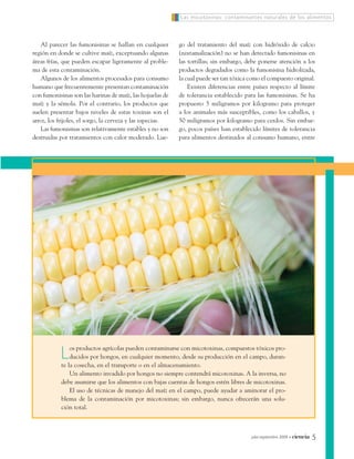 Las micotoxinas: contaminantes naturales de los alimentos



   Al parecer las fumonisinas se hallan en cualquier        go del tratamiento del maíz con hidróxido de calcio
región en donde se cultive maíz, exceptuando algunas        (nixtamalización) no se han detectado fumonisinas en
áreas frías, que pueden escapar ligeramente al proble-      las tortillas; sin embargo, debe ponerse atención a los
ma de esta contaminación.                                   productos degradados como la fumonisina hidrolizada,
   Algunos de los alimentos procesados para consumo         la cual puede ser tan tóxica como el compuesto original.
humano que frecuentemente presentan contaminación               Existen diferencias entre países respecto al límite
con fumonisinas son las harinas de maíz, las hojuelas de    de tolerancia establecido para las fumonisinas. Se ha
maíz y la sémola. Por el contrario, los productos que       propuesto 5 miligramos por kilogramo para proteger
suelen presentar bajos niveles de estas toxinas son el      a los animales más susceptibles, como los caballos, y
arroz, los frijoles, el sorgo, la cerveza y las especias.   50 miligramos por kilogramo para cerdos. Sin embar-
   Las fumonisinas son relativamente estables y no son      go, pocos países han establecido límites de tolerancia
destruidas por tratamientos con calor moderado. Lue-        para alimentos destinados al consumo humano, entre




            L   os productos agrícolas pueden contaminarse con micotoxinas, compuestos tóxicos pro-
                ducidos por hongos, en cualquier momento, desde su producción en el campo, duran-
            te la cosecha, en el transporte o en el almacenamiento.
                Un alimento invadido por hongos no siempre contendrá micotoxinas. A la inversa, no
            debe asumirse que los alimentos con bajas cuentas de hongos estén libres de micotoxinas.
                El uso de técnicas de manejo del maíz en el campo, puede ayudar a aminorar el pro-
            blema de la contaminación por micotoxinas; sin embargo, nunca ofrecerán una solu-
            ción total.



                                                                                         julio-septiembre 2009   •   ciencia   5
 