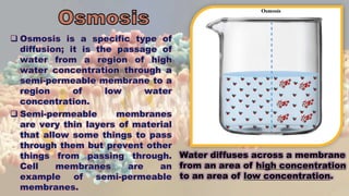  Osmosis is a specific type of
diffusion; it is the passage of
water from a region of high
water concentration through a
semi-permeable membrane to a
region of low water
concentration.
 Semi-permeable membranes
are very thin layers of material
that allow some things to pass
through them but prevent other
things from passing through.
Cell membranes are an
example of semi-permeable
membranes.
Water diffuses across a membrane
from an area of high concentration
to an area of low concentration.
 
