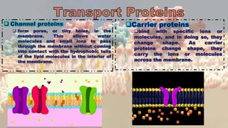  Channel proteins
 form pores, or tiny holes, in the
membrane. This allows water
molecules and small ions to pass
through the membrane without coming
into contact with the hydrophobic tails
of the lipid molecules in the interior of
the membrane.
Carrier proteins
bind with specific ions or
molecules, and in doing so, they
change shape. As carrier
proteins change shape, they
carry the ions or molecules
across the membrane.
 