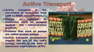  Active transport is the
movement of molecules from
LOW to HIGH concentration.
 Energy is required as
molecules must be pumped
against the concentration
gradient.
 Proteins that work as pumps
are called protein pumps.
 Active transport mechanisms
require the use of the cell’s
energy, usually in the form of
adenosine triphosphate (ATP).
 