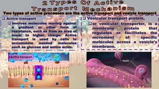 Two types of active processes are the active transport and vesicle transport
 Active transport
 involves molecules moving against
a gradient or other form of
resistance, such as from an area of
lower to higher charge. Active
transport is used by cells to
accumulate needed molecules
such as glucose and amino acids.
 Vesicular transport protein,
or vesicular transporter, is a
membrane protein that
regulates or facilitates the
movement of specific
molecules across a vesicle's
membrane.
 