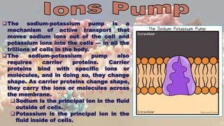 18
The sodium-potassium pump is a
mechanism of active transport that
moves sodium ions out of the cell and
potassium ions into the cells — in all the
trillions of cells in the body.
The sodium-potassium pump also
requires carrier proteins. Carrier
proteins bind with specific ions or
molecules, and in doing so, they change
shape. As carrier proteins change shape,
they carry the ions or molecules across
the membrane.
Sodium is the principal ion in the fluid
outside of cells.
Potassium is the principal ion in the
fluid inside of cells.
 