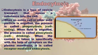Endocytosis is a type of vesicle
transport that moves a
substance into the cell.
When an entire cell or other solid
particle is engulfed, the process
is called phagocytosis (cell-
eating). When fluid is engulfed,
the process is called pinocytosis
(cell- drinking). When the
content is taken in specifically
with the help of receptors on the
plasma membrane, it is called
receptor-mediated endocytosis.
 