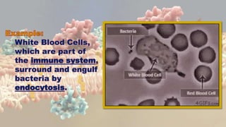 White Blood Cells,
which are part of
the immune system,
surround and engulf
bacteria by
endocytosis.
 