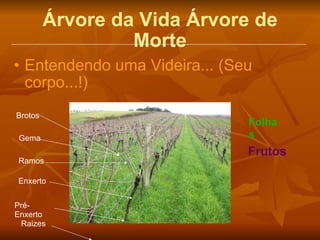 Árvore da Vida Árvore de Morte Entendendo uma Videira... (Seu corpo...!) Pré-Enxerto Enxerto Ramos Gema Brotos Folhas Frutos Raizes 