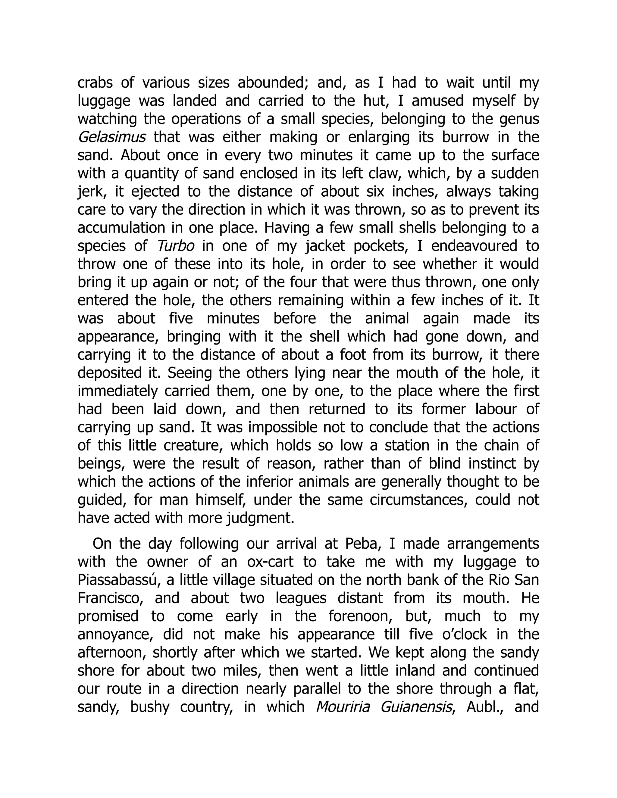 crabs of various sizes abounded; and, as I had to wait until my
luggage was landed and carried to the hut, I amused myself by
watching the operations of a small species, belonging to the genus
Gelasimus that was either making or enlarging its burrow in the
sand. About once in every two minutes it came up to the surface
with a quantity of sand enclosed in its left claw, which, by a sudden
jerk, it ejected to the distance of about six inches, always taking
care to vary the direction in which it was thrown, so as to prevent its
accumulation in one place. Having a few small shells belonging to a
species of Turbo in one of my jacket pockets, I endeavoured to
throw one of these into its hole, in order to see whether it would
bring it up again or not; of the four that were thus thrown, one only
entered the hole, the others remaining within a few inches of it. It
was about five minutes before the animal again made its
appearance, bringing with it the shell which had gone down, and
carrying it to the distance of about a foot from its burrow, it there
deposited it. Seeing the others lying near the mouth of the hole, it
immediately carried them, one by one, to the place where the first
had been laid down, and then returned to its former labour of
carrying up sand. It was impossible not to conclude that the actions
of this little creature, which holds so low a station in the chain of
beings, were the result of reason, rather than of blind instinct by
which the actions of the inferior animals are generally thought to be
guided, for man himself, under the same circumstances, could not
have acted with more judgment.
On the day following our arrival at Peba, I made arrangements
with the owner of an ox-cart to take me with my luggage to
Piassabassú, a little village situated on the north bank of the Rio San
Francisco, and about two leagues distant from its mouth. He
promised to come early in the forenoon, but, much to my
annoyance, did not make his appearance till five o’clock in the
afternoon, shortly after which we started. We kept along the sandy
shore for about two miles, then went a little inland and continued
our route in a direction nearly parallel to the shore through a flat,
sandy, bushy country, in which Mouriria Guianensis, Aubl., and
 