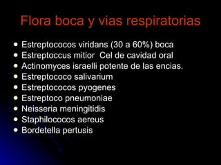 Flora boca y vias respiratorias Estreptococos viridans (30 a 60%) boca Estreptoccus mitior  Cel de cavidad oral Actinomyces israelli potente de las encias. Estreptococo salivarium  Estreptococos pyogenes Estreptoco pneumoniae Neisseria meningitidis Staphilococos aereus Bordetella pertusis 