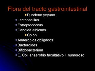 Flora del tracto gastrointestinal Duodeno yeyuno Lactobacillus Estreptococcus  Candida albicans Colon Anaerobios obligados Bacteroides Bifidobacterium E. Coli anaerobio facultativo + numeroso 