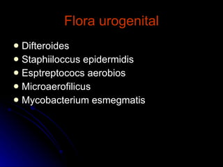 Flora urogenital Difteroides Staphiiloccus epidermidis Esptreptococs aerobios Microaerofilicus Mycobacterium esmegmatis 