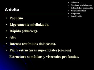 A-delta Pequeño Ligeramente mielinizada.  Rápida (20m/seg). Alto Intenso (estímulos dolorosos). Piel y estructuras superficiales (córnea) Estructura somáticas y viscerales profundas. Diámetro Grado de mielinización Velocidad de conducción Nivel del umbral Respuesta Localización 