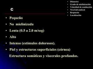 C Pequeño No  mielinizada Lenta (0.5 a 2.0 m/seg) Alto Intenso (estímulos dolorosos). Piel y estructuras superficiales (córnea) Estructura somáticas y viscerales profundas. Diámetro Grado de mielinización Velocidad de conducción Nivel del umbral Respuesta Localización 