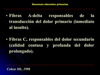 Fibras A-delta responsables de la transducción del dolor primario (inmediato al insulto). Fibras C, responsables del dolor secundario (calidad contusa y profunda del dolor prolongado). Cohen ML, 1998 Neuronas aferentes primarias 