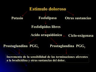 Estímulo doloroso Fosfolipasa Fosfolipidos libres Acido araquidónico Ciclo-oxigenasa Prostaglandina  PGG 1 Prostaglandina  PGG 2 Incremento de la sensibilidad de las terminaciones aferentes a la bradicidina y otras sustancias del dolor. Potasio Otras sustancias 
