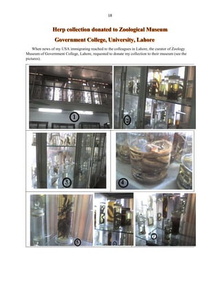 18
When news of my USA immigrating reached to the colleagues in Lahore, the curator of Zoology
Museum of Government College, Lahore, requested to donate my collection to their museum (see the
pictures).
 