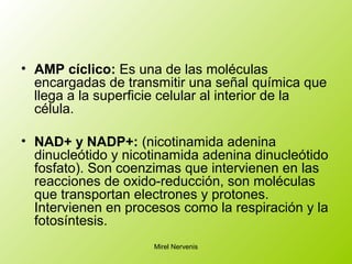 • AMP cíclico: Es una de las moléculas
encargadas de transmitir una señal química que
llega a la superficie celular al interior de la
célula.
• NAD+ y NADP+: (nicotinamida adenina
dinucleótido y nicotinamida adenina dinucleótido
fosfato). Son coenzimas que intervienen en las
reacciones de oxido-reducción, son moléculas
que transportan electrones y protones.
Intervienen en procesos como la respiración y la
fotosíntesis.
Mirel Nervenis
 