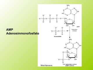 AMP
Adenosinmonofosfato
Mirel Nervenis
 