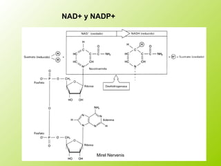 NAD+ y NADP+
Mirel Nervenis
 