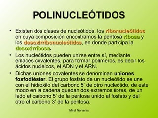 POLINUCLEÓTIDOS
• Existen dos clases de nucleótidos, los ribonucleótidosribonucleótidos
en cuya composición encontramos la pentosa ribosaribosa y
los desoxirribonucleótidosdesoxirribonucleótidos, en donde participa la
desoxirribosadesoxirribosa.
• Los nucleótidos pueden unirse entre sí, mediante
enlaces covalentes, para formar polímeros, es decir los
ácidos nucleicos, el ADN y el ARN.
• Dichas uniones covalentes se denominan uniones
fosfodiéster. El grupo fosfato de un nucleótido se une
con el hidroxilo del carbono 5’ de otro nucleótido, de este
modo en la cadena quedan dos extremos libres, de un
lado el carbono 5’ de la pentosa unido al fosfato y del
otro el carbono 3’ de la pentosa.
Mirel Nervenis
 