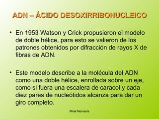 ADN – ÁCIDO DESOXIRRIBONUCLEICOADN – ÁCIDO DESOXIRRIBONUCLEICO
• En 1953 Watson y Crick propusieron el modelo
de doble hélice, para esto se valieron de los
patrones obtenidos por difracción de rayos X de
fibras de ADN.
• Este modelo describe a la molécula del ADN
como una doble hélice, enrollada sobre un eje,
como si fuera una escalera de caracol y cada
diez pares de nucleótidos alcanza para dar un
giro completo.
Mirel Nervenis
 