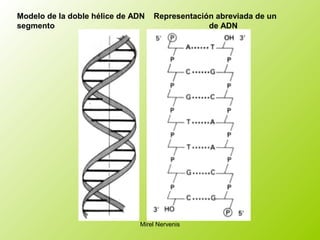 Modelo de la doble hélice de ADN Representación abreviada de un
segmento de ADN
Mirel Nervenis
 