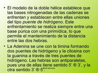• El modelo de la doble hélice establece que
las bases nitrogenadas de las cadenas se
enfrentan y establecen entre ellas uniones
del tipo puente de hidrógeno. Este
enfrentamiento se realiza siempre entre una
base púrica con una pirimídica, lo que
permite el mantenimiento de la distancia
entre las dos hebras.
• La Adenina se une con la timina formando
dos puentes de hidrógeno y la citosina con
la guanina a través de tres puentes de
hidrógeno. Las hebras son antiparalelas,
pues una de ellas tiene sentido 5’ ® 3’, y la
otra sentido 3’ ® 5’.
Mirel Nervenis
 