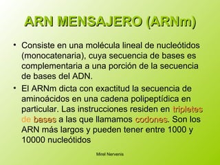 ARN MENSAJERO (ARNm)ARN MENSAJERO (ARNm)
• Consiste en una molécula lineal de nucleótidos
(monocatenaria), cuya secuencia de bases es
complementaria a una porción de la secuencia
de bases del ADN.
• El ARNm dicta con exactitud la secuencia de
aminoácidos en una cadena polipeptídica en
particular. Las instrucciones residen en tripletestripletes
de basesbases a las que llamamos codonescodones. Son los
ARN más largos y pueden tener entre 1000 y
10000 nucleótidos
Mirel Nervenis
 