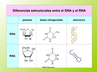 Diferencias estructurales entre el DNA y el RNADiferencias estructurales entre el DNA y el RNA
pentosa bases nitrogenadas estructura
DNA
RNA
Mirel Nervenis
 