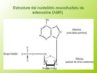 Estructura del nucleótidoEstructura del nucleótido monofosfato demonofosfato de
adenosinaadenosina (AMP)(AMP)
Mirel Nervenis
 