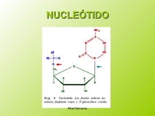 NUCLEÓTIDONUCLEÓTIDO
Mirel Nervenis
 