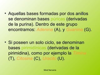 • Aquellas bases formadas por dos anillos
se denominan bases púricas (derivadas
de la purina). Dentro de este grupo
encontramos: Adenina (A), y Guanina (G).
• Si poseen un solo ciclo, se denominan
bases pirimidínicas (derivadas de la
pirimidina), como por ejemplo la Timina
(T), Citosina (C), Uracilo (U).
Mirel Nervenis
 