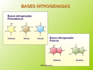 BASESBASES NITROGENADASNITROGENADAS
Mirel Nervenis
 