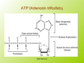 ATP (Adenosin trifosfato)ATP (Adenosin trifosfato)
Mirel Nervenis
 