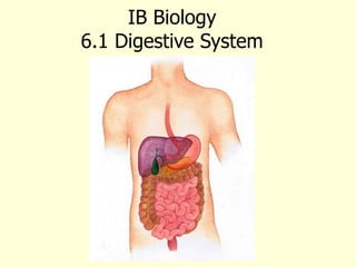 IB Biology
6.1 Digestive System
 