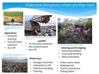 Endocrine disruptors: where are they now?
http://www.seasidesauvage.com/blog/2013/11/11/takin-
out-the-trash
http://californiaagriculture.ucanr.org/l
andingpage.cfm?articleid=ca.v056n05
p148b
http://culturechange.org/e-letter-plastics.html
http://www.theguardian.com/environment/2012/a
ug/01/india-cities-drown-sewage-waste
Agriculture
• Pesticide
leaching
• Ground water
pollution
• Run off
Landfill
• Un-recycled containers
• Soil contamination
• Run off
Littering and fly tipping
• Soil contamination
• Food web leaching
• Bioaccumulation
Waterways
• Sewage treatment
• Industrial run off
• Chemical dumping
• Littering
• Urban storm water
• Shipping fuel
• Tourism and leisure
• Fishing debris
 