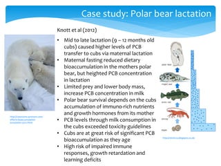 Case study: Polar bear lactation
http://classroom.synonym.com/
effects-bioaccumulation-
ecosystem-13721.html
http://reichi123.blogspot.co.uk/
Knott et al (2012)
• Mid to late lactation (9 – 12 months old
cubs) caused higher levels of PCB
transfer to cubs via maternal lactation
• Maternal fasting reduced dietary
bioaccumulation in the mothers polar
bear, but heighted PCB concentration
in lactation
• Limited prey and lower body mass,
increase PCB concentration in milk
• Polar bear survival depends on the cubs
accumulation of immuno-rich nutrients
and growth hormones from its mother
• PCB levels through milk consumption in
the cubs exceeded toxicity guidelines
• Cubs are at great risk of significant PCB
bioaccumulation as they age
• High risk of impaired immune
responses, growth retardation and
learning deficits
 