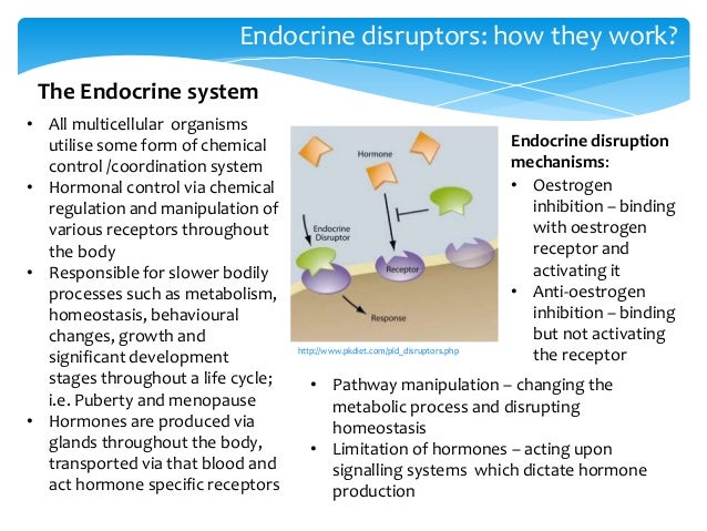 what are the effects of endocrine disruptors what are the effects of endocrine disruptors
