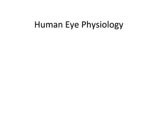 Human Eye Physiology
 