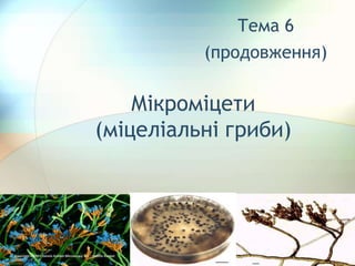 1
Мікроміцети
(міцеліальні гриби)
Тема 6
(продовження)
 