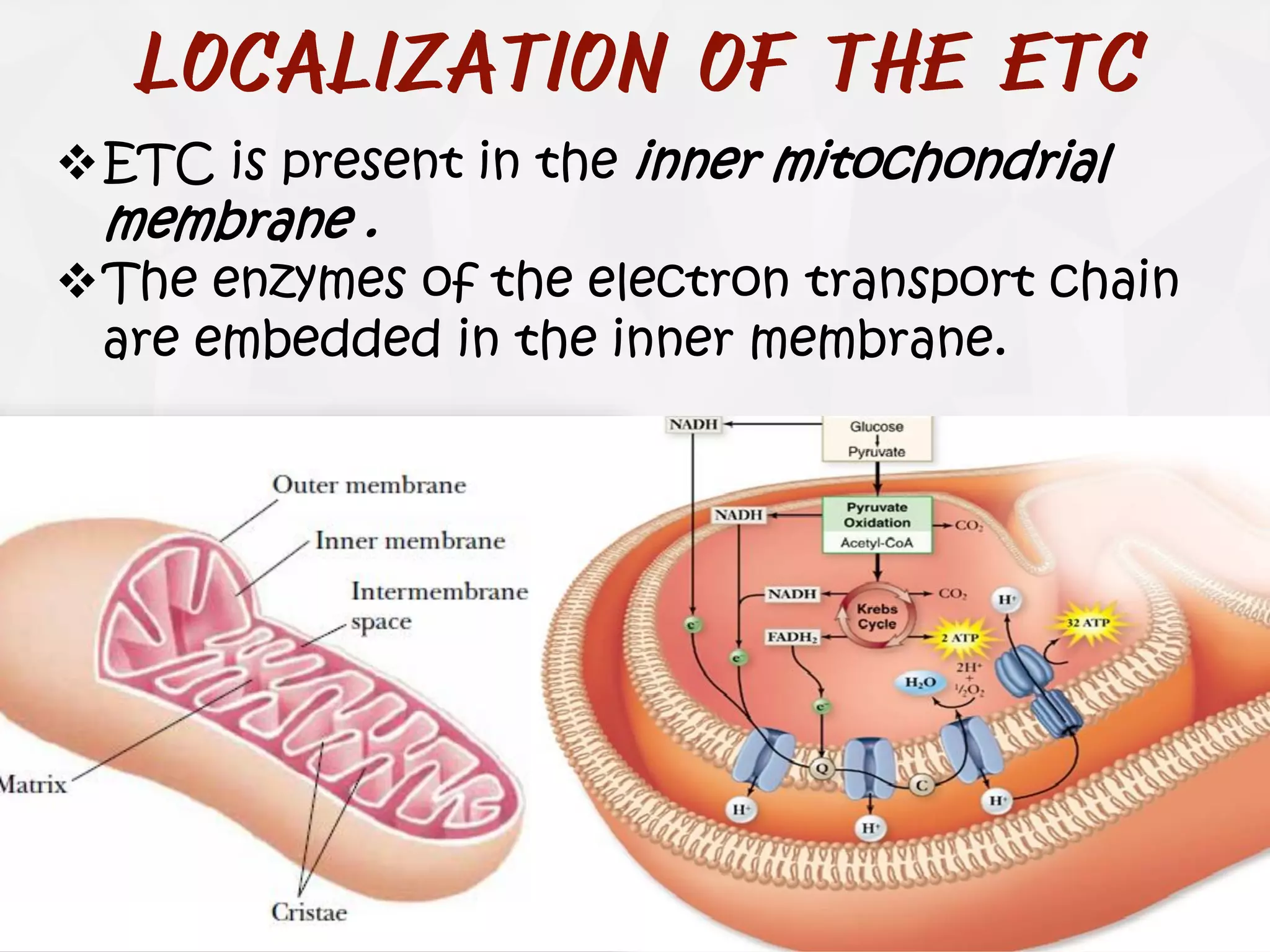 ❖ETC is present in the inner mitochondrial
membrane .
❖The enzymes of the electron transport chain
are embedded in the inner membrane.
 