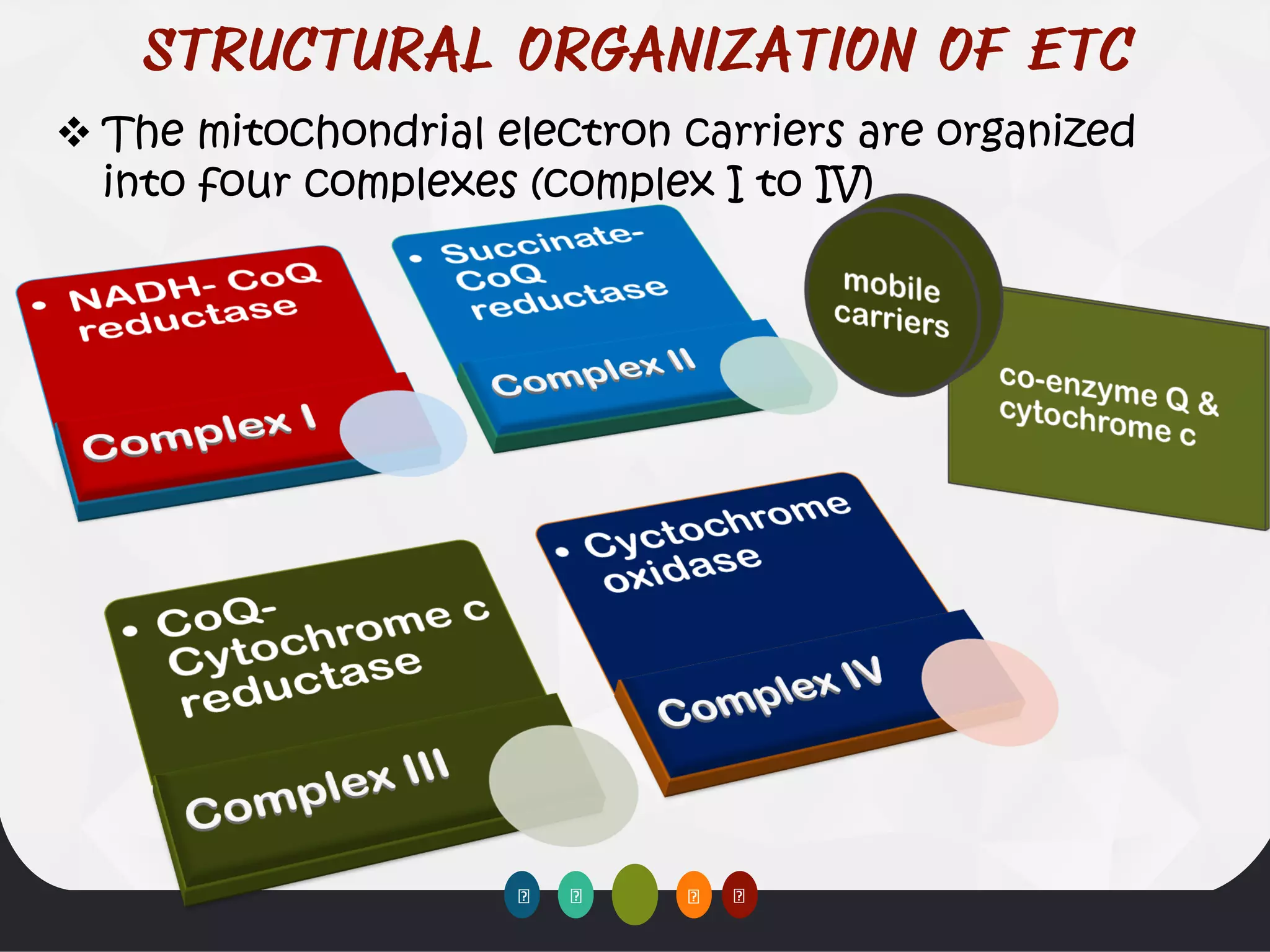 ❖ The mitochondrial electron carriers are organized
into four complexes (complex I to IV)
 