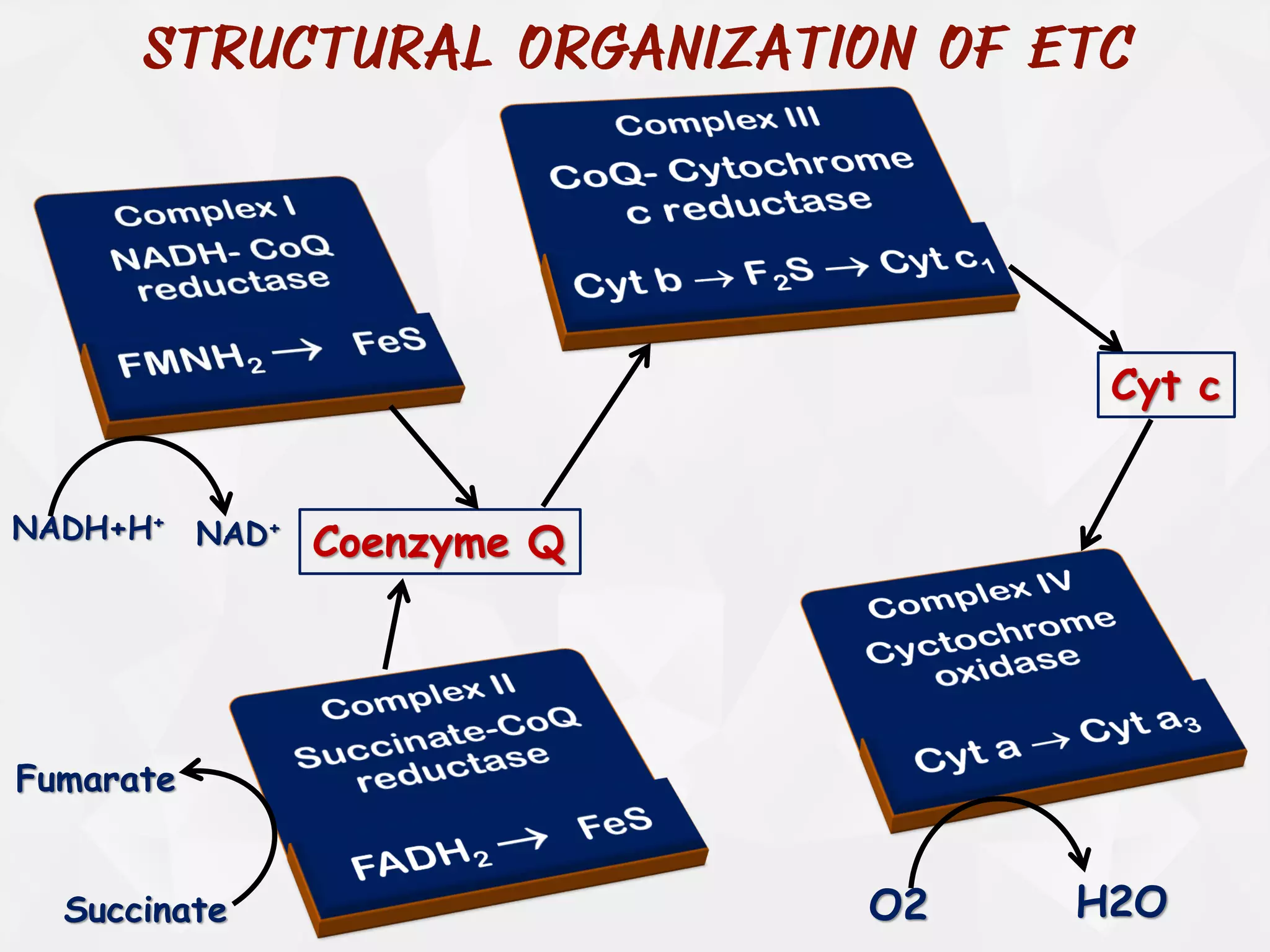 Coenzyme Q
O2
NADH+H+
Succinate
NAD+
Fumarate
Cyt c
H2O
 