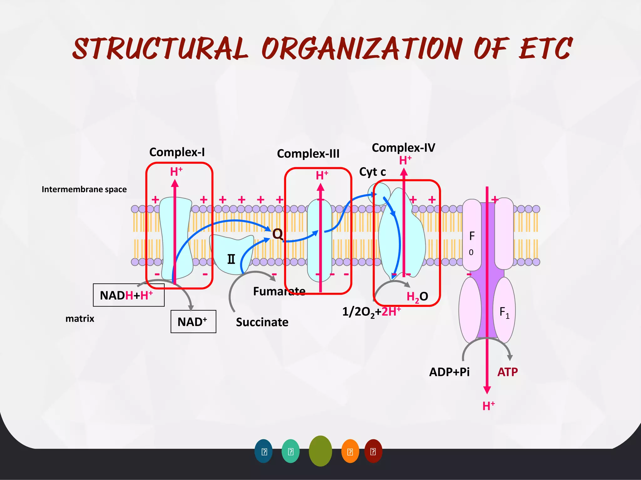 Complex-I
Ⅱ
Complex-IV
F
0
F1
Complex-III
Cyt c
Q
NADH+H+
NAD+
Fumarate
Succinate
H+
1/2O2+2H+
H2O
ADP+Pi ATP
H+
H+
H+
Intermembrane space
matrix
+ + + + + + + + + +
- - - - - - - - -
 