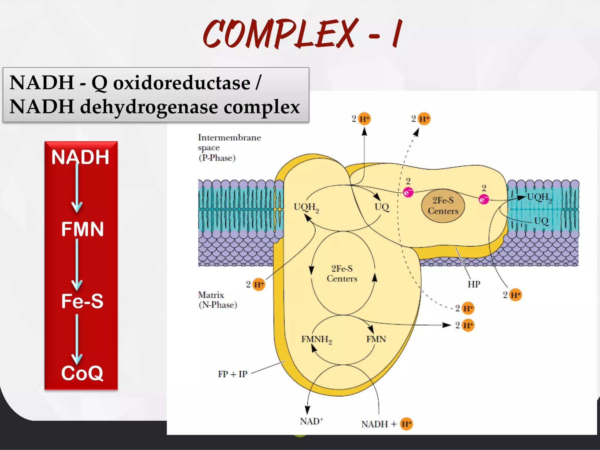 -
NADH - Q oxidoreductase /
NADH dehydrogenase complex
NADH
FMN
Fe-S
CoQ
 