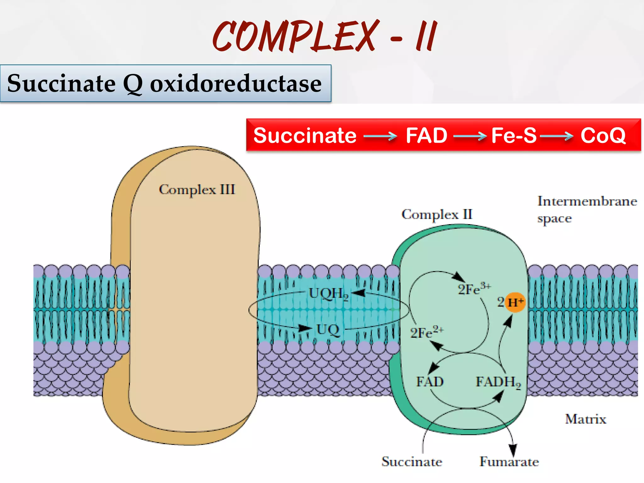 -
Succinate Q oxidoreductase
Succinate FAD Fe-S CoQ
 
